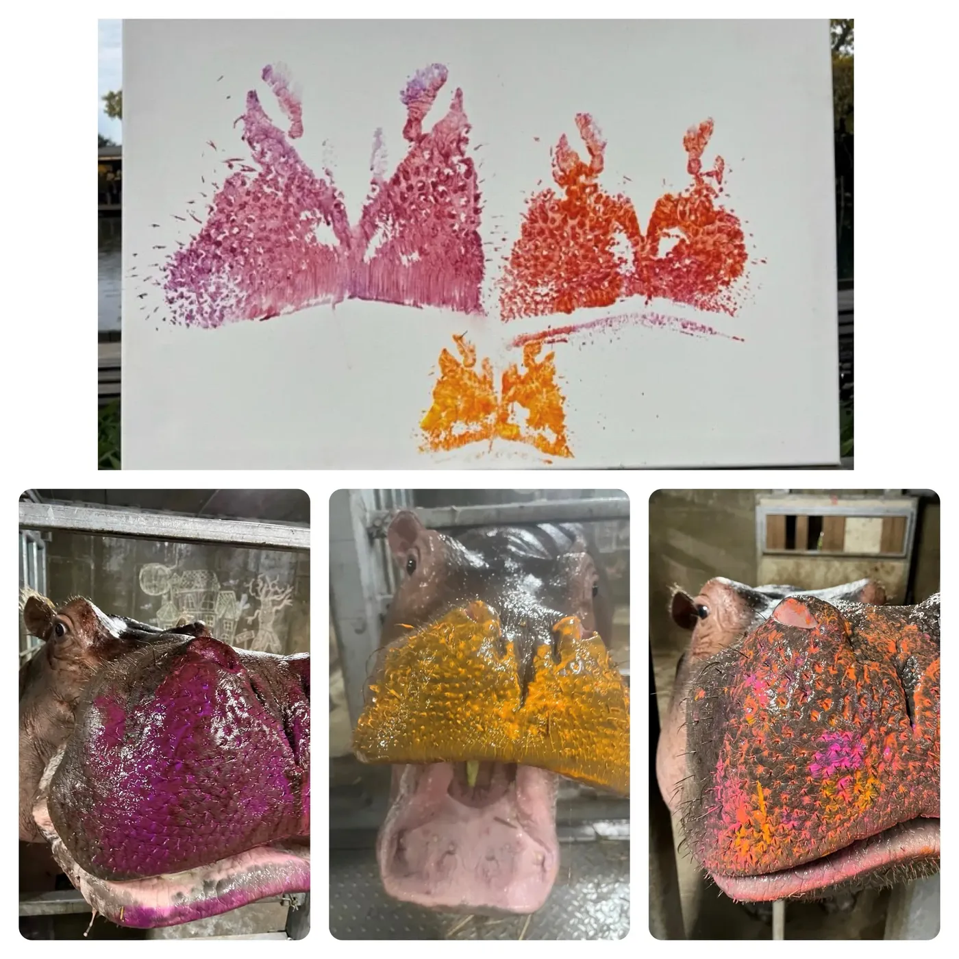Contact sheet: the finished canvas above, the three painted hippopotamus snouts below.