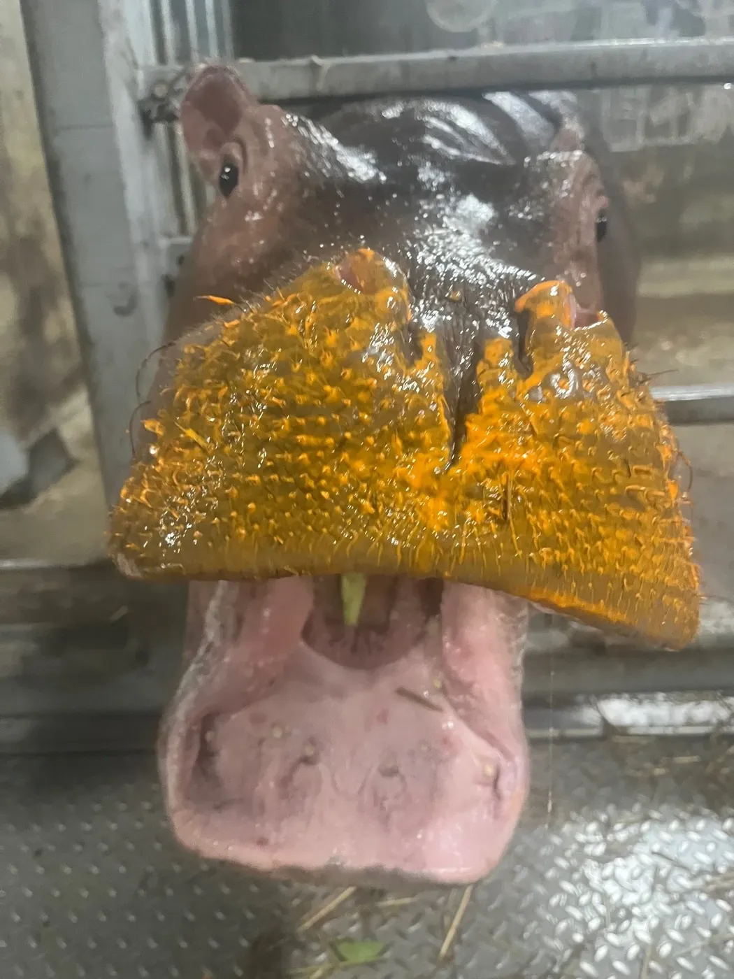 A younger hippopotamus with its mouth open, upper snout coated in gold pigment.