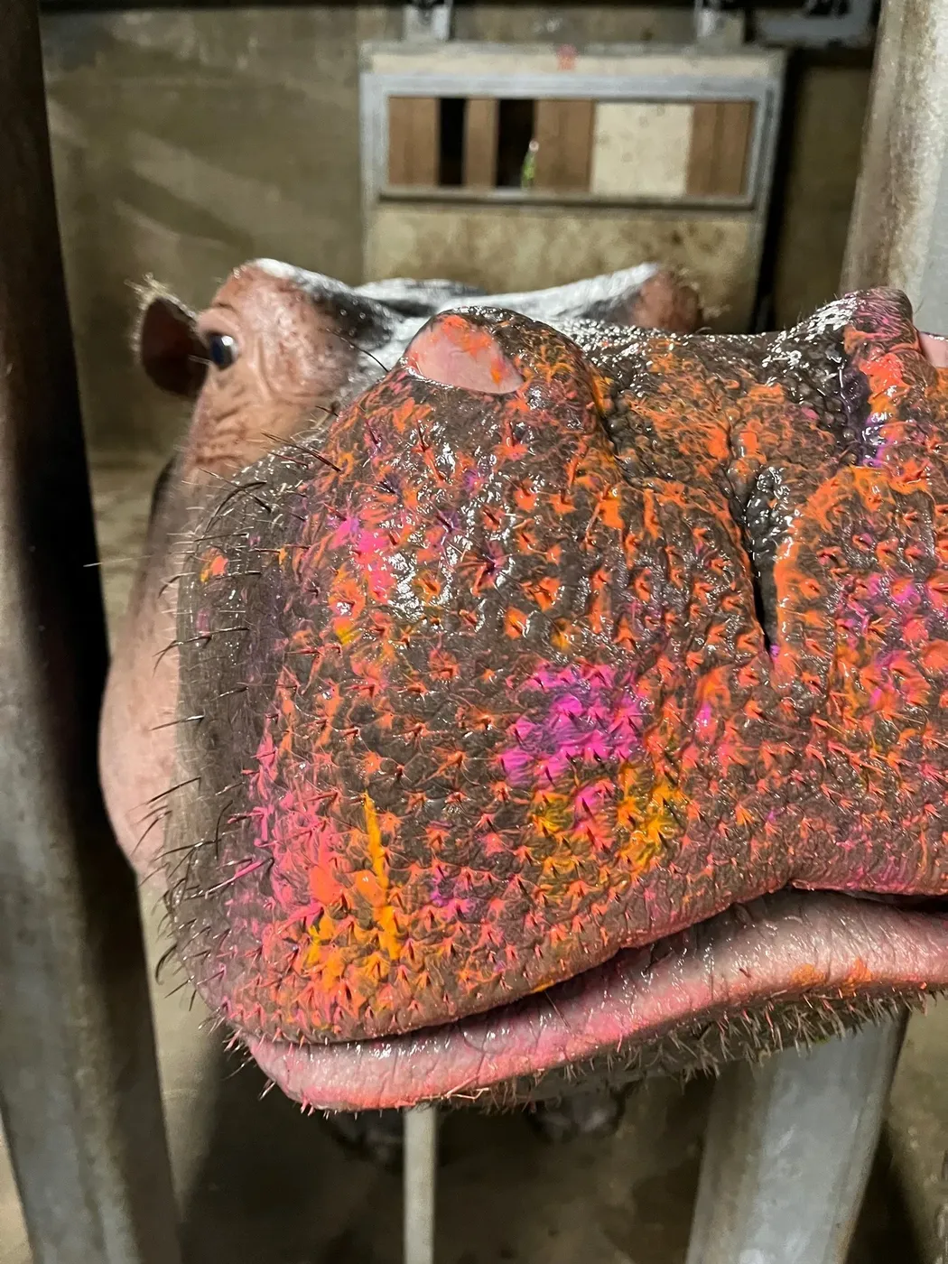 A hippopotamus at the barrier, snout still wet with magenta and orange pigment.